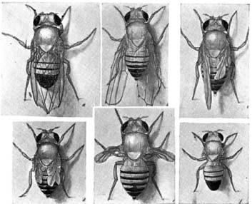 Bakterien blir resistent mot antibiotika genom att mutationen förstör en funktion (låset) så att antibiotikumet (nyckeln) inte längre kan låsa upp och förstöra bakterien.