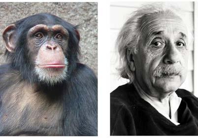Alla levande organismer är genetiskt lika varandra fast i varierande grad. Därför måste människan vara mest lik någon annan art oavsett likheten beror på evolution eller inte.