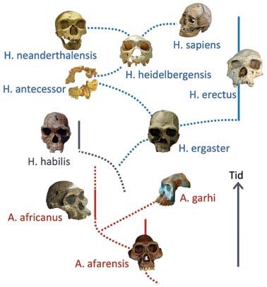 I figuren är de blåmärkta skallarna 100-procentiga människor medan de rödmärkta är 100-procentiga apor. (Den gråmärkta H. habilis har troligen aldrig funnits.