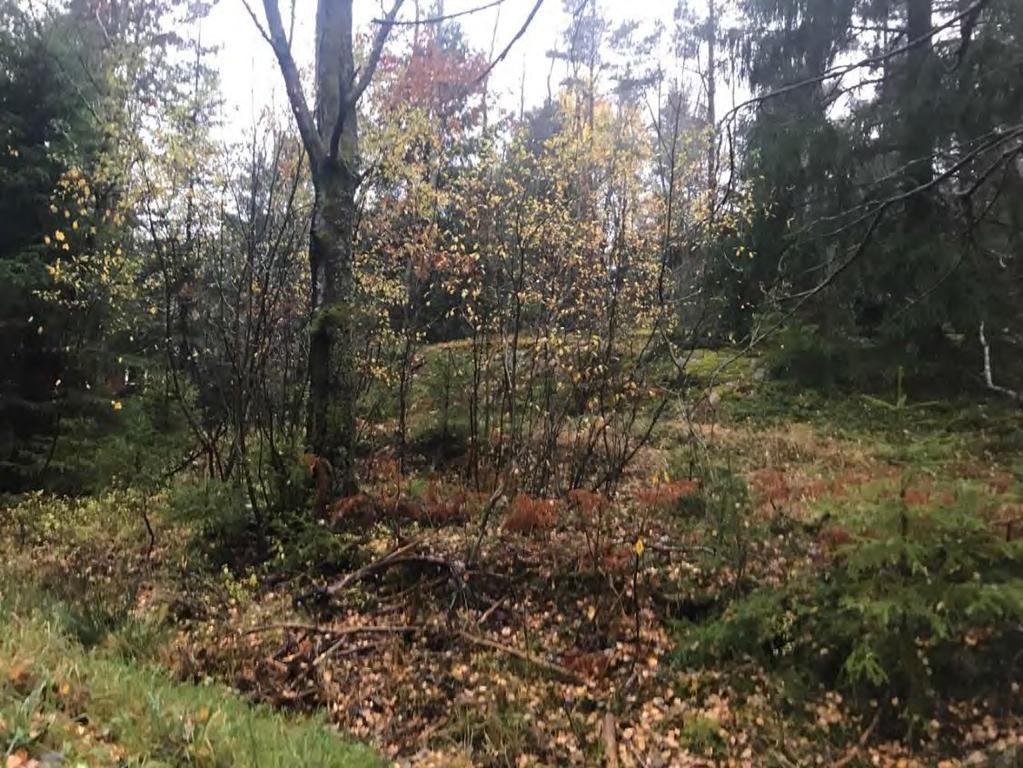 mellersta del, daterad 2017-10-09. Figur 8.