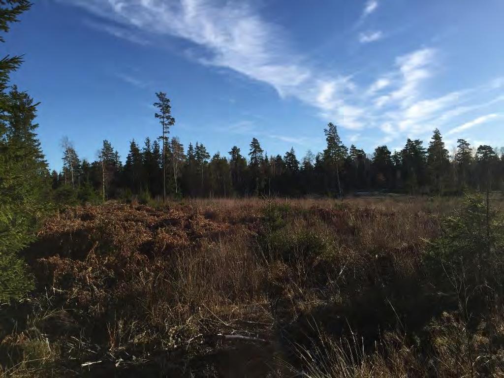 Markytan är relativt flack inom delområdet och markytans nivå varierar mellan ca +43 och +45.