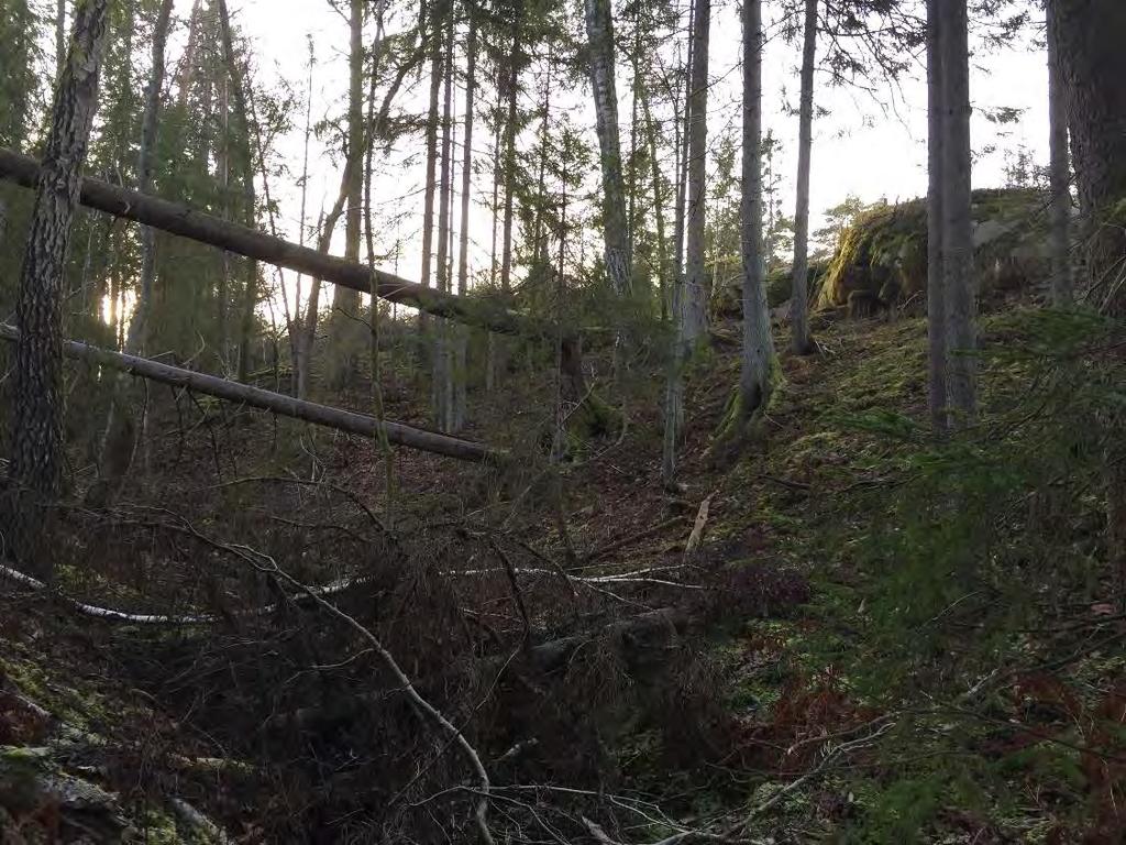 Ravinen i delområdets centrala parti,