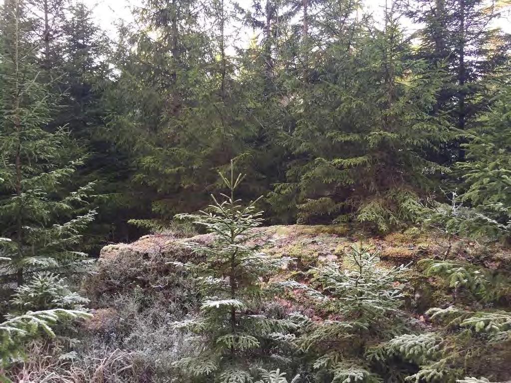 DETALJPLAN SKAVEN OCH DEL AV ÖXNERED 27 I delområdets södra del finns skogsmark med berg i dagen samt bostadshus med tillhörande trädgårdar.