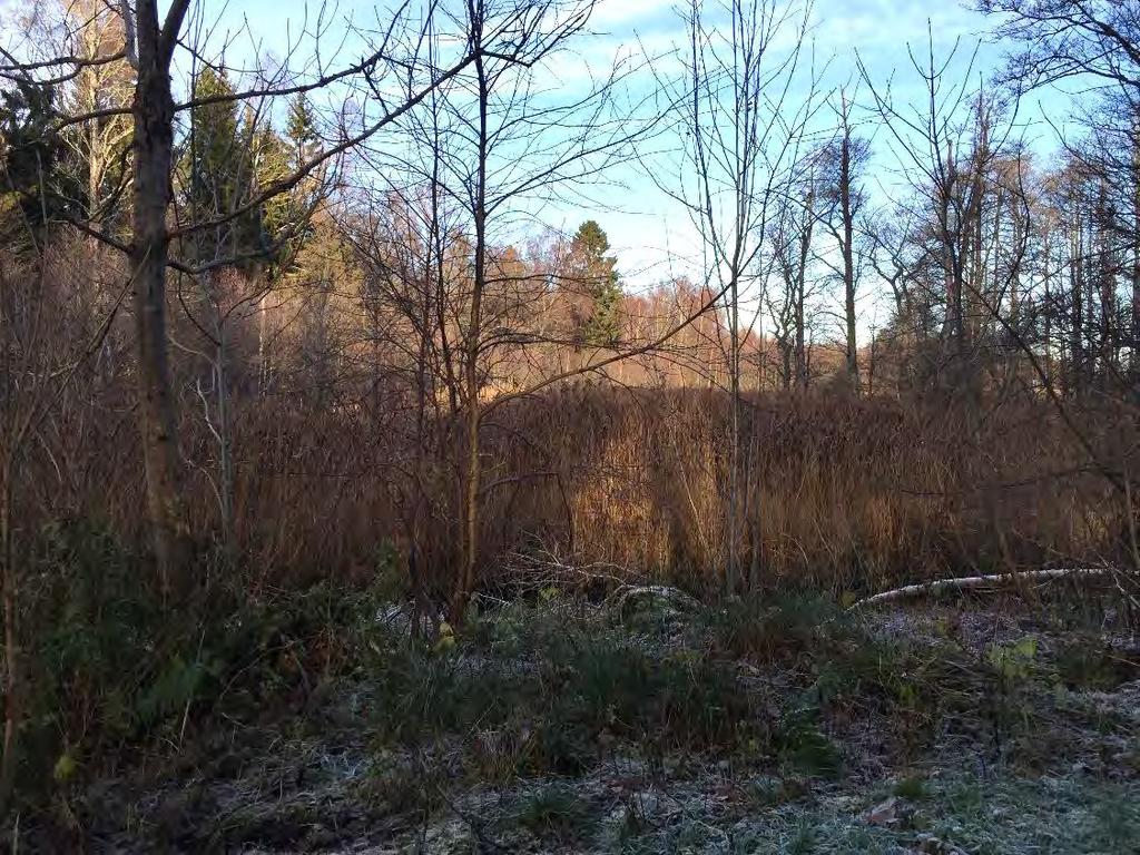 DETALJPLAN SKAVEN OCH DEL AV ÖXNERED 31 4.6 Delområde VI Delområde VI består av Vassbottens strandområde och markytan är sank med riklig förekomst av vass.