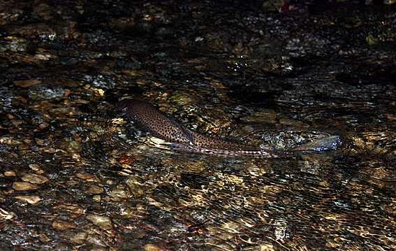 HAVSÖRINGENS (SALMO TRUTTA) LEKVANDRING I SJÄLSÖÅN, GOTLAND.