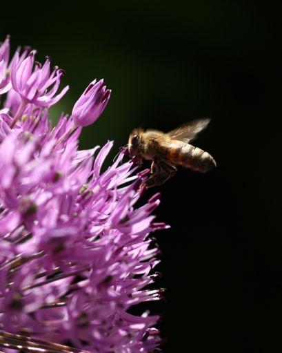 Kompetensutveckling om pollinering Sökanden: Länsstyrelsen i Västra Götalands län Projektledare: Karin Jarl Länsstyrelsen i Västra Götalands län 403 40 Göteborg karin.jarl@lansstyrelsen.