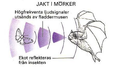 I de flesta situationer är ekot något som vi försöker undvika. Genom at hänga upp gardiner eller använda oss av andra ljuddämpande material kan vi se till att det blir mindre bullrigt inomhus.