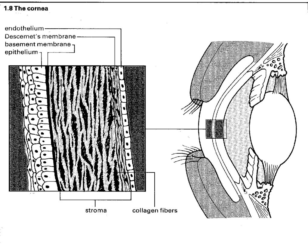 Cornea /
