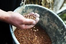 Det används även kemiska bekämpningsmedel i odlingen av spannmål och proteinfoder som används i kombination med vall (gräs, klöver och baljväxter) som foder.