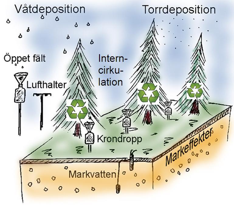 Figur 1. Principskiss för mätningarna. Nedfallet till skogsytorna består av våtdeposition och torrdeposition.