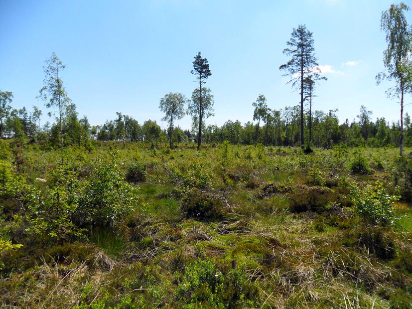 Bild 5. Kalhygget som upptar en stor del av Storö är ett exempel på det moderna skogsbruk som bedrivs inom Natura 2000-området.