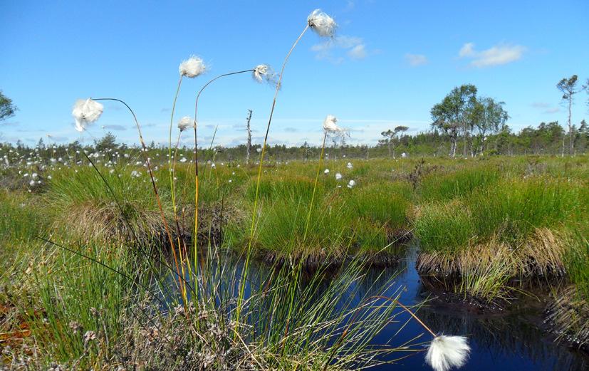 2012-01-25 Påverkansunderlag Bare mosse Natura 2000- område Sekretess: Detta dokument saknar information som faller under offentlighets- och sekretesslagens (2009:400) 20 kapitel, 1.