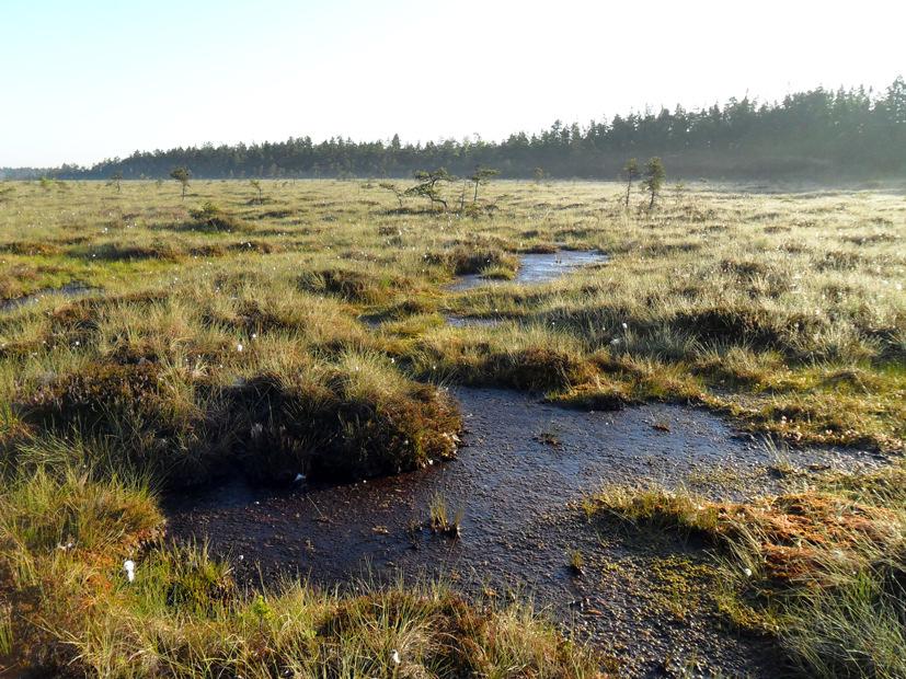 Bild 6. Västra delen av Baremosse, med Storö i bakgrunden.