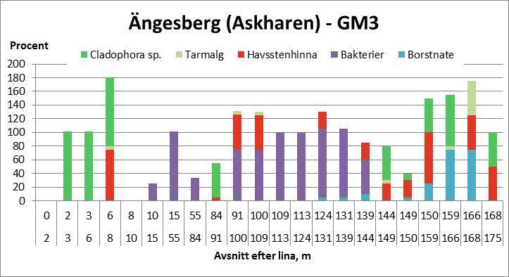 noterades endast tre taxa, grönalg av släktet Cladophora, tarmalg (Ulva intestinalis) och havsstenhinna (Hildenbrandia rubra), vilka till största del förekom i det grunda avsnittet mellan 0 till 10