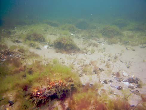 Närmast land fanns ett kraftigt bestånd av blåstång, med mindre mängder av sågtång, fjäderslick, trådslick och de fintrådiga grönalgerna grönslick (Cladophora sp.) och bergborsting (Cl. rupestris).