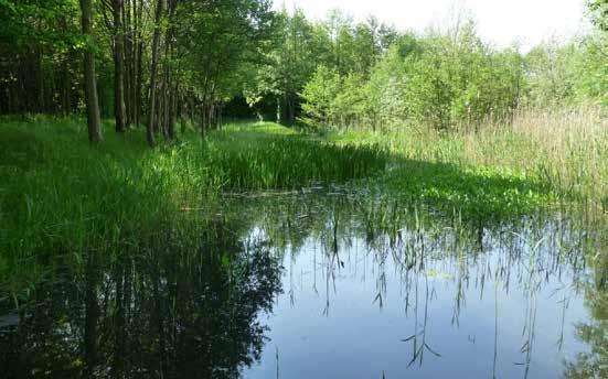 Södra våtmarken Den Södra Våtmarken har som främsta uppgift att fördröja dagvattnet från större delen av