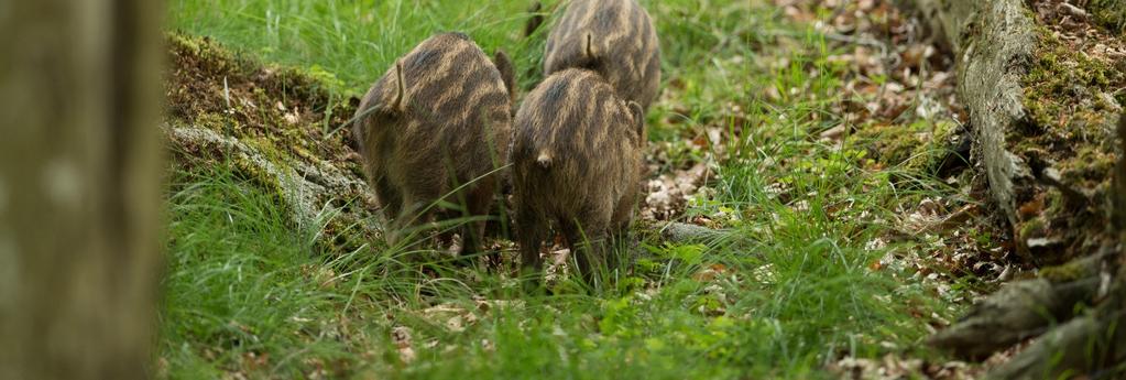 Mer än hälften av de klövvilt som fälls i Hallands län utgörs av vildsvin följt av rådjur.