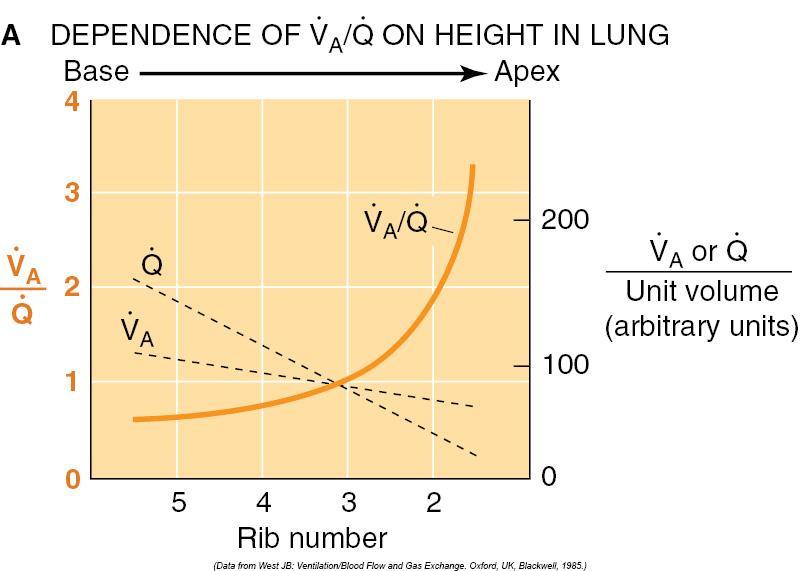 7.12 Utgå från en person som står upprätt, och beskriv hur regionala ventilationen, perfusionen och ventilations-perfusionsförhållandet varierar i olika delar av lungorna från basen till apex.