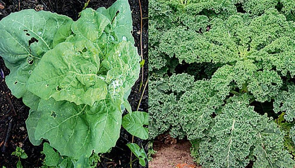 sallat och grönkål i Landskrona