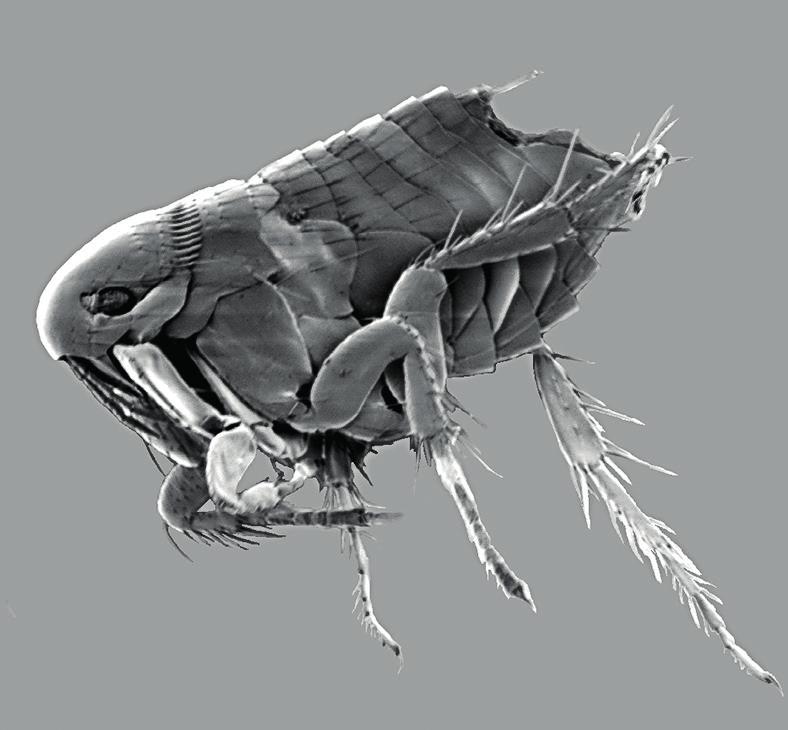 Hönsloppa, svepelektronmikroskopbild. en intressant jämförelse av förekomsten då av insekter och andra ryggradslösa djur.
