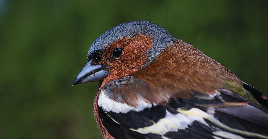 Sön 4 okt World Birdwatch Day på Håslövs ängar Ännu en uppmärksamhet av denna världsfågelskådardag!