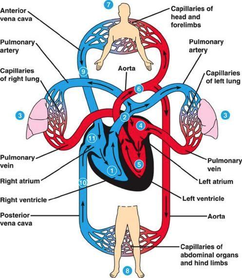Valva tricuspidalis öppnar för blodets passage från atrium dx till ventriculus dx på grund av tryckförändringen i atrium/ventriculus. 3. Atrium dx kontraherar och blodet rinner ner i ventriculus dx.