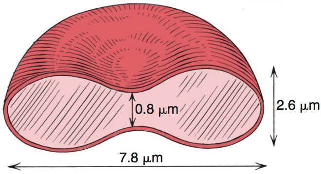 Vad är karakteristiskt för erytrocytens utseende? Bikonkava (se bild till ), denna form maximerar cellytan vilket är väldigt viktigt vid gasutbytet.