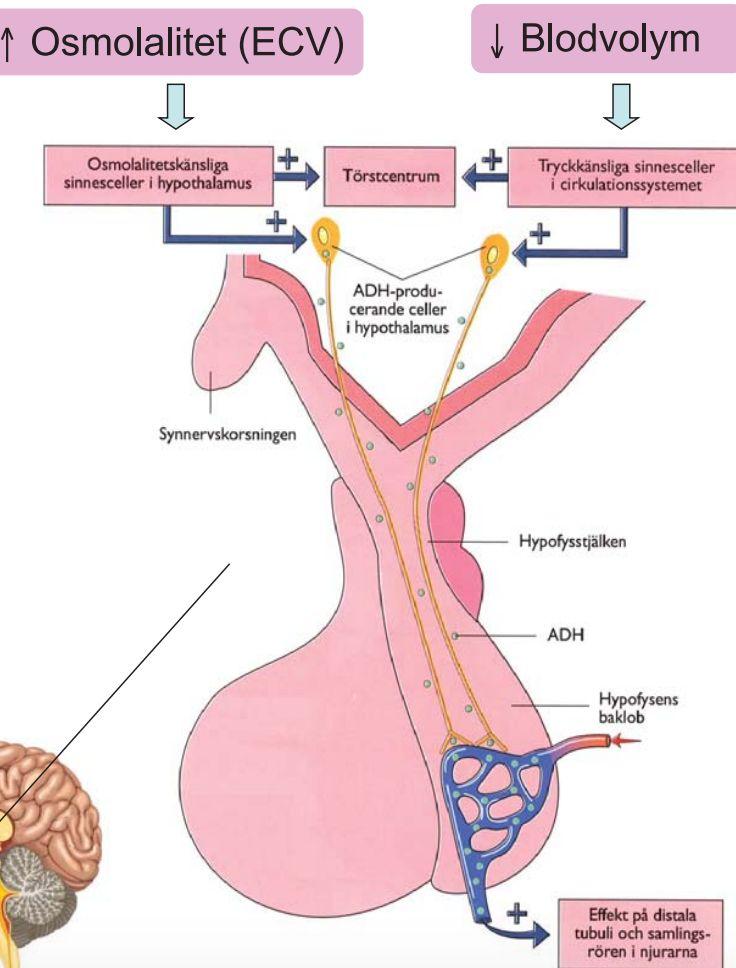 VÄTSKEBALANS Hur verkar AVP/ADH? Vasopressin/ADH är ett antidiuretiskt hormon och reglerar kroppens osmolaritet.