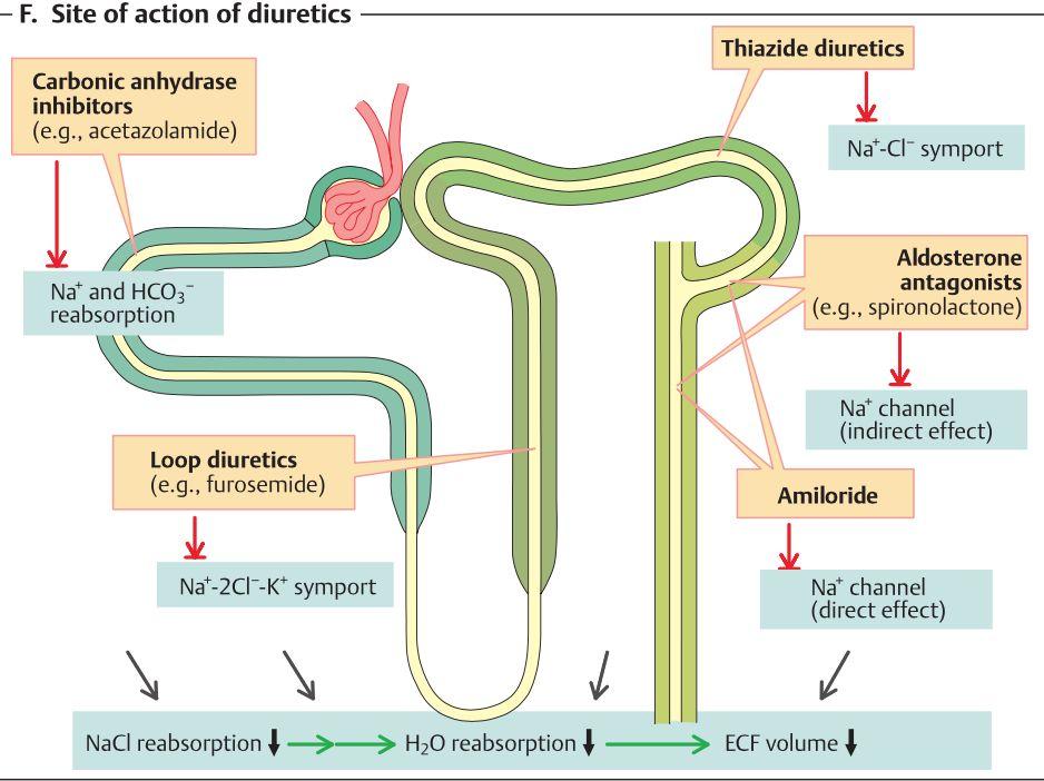 Vilka olika typer av diuretika finns det och var verkar de? Diuretika är medicin som inducerar diures. De flesta (förutom osmotisk diuretika som ex.