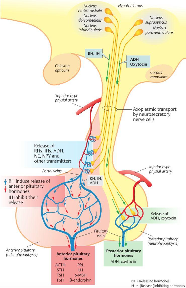 Aldosteron antagonister (ex. spironolakton) blockerar den cytoplasmatiska aldosteron receptorn, vilket också har en kaliumsparande effekt.