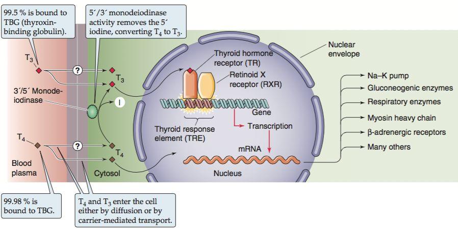 Till vilken typ av receptor binder T3 och vilka effekter leder det till? Som tidigare nämnt: T₃ ökar även effektiviteten hos andra hormoner.