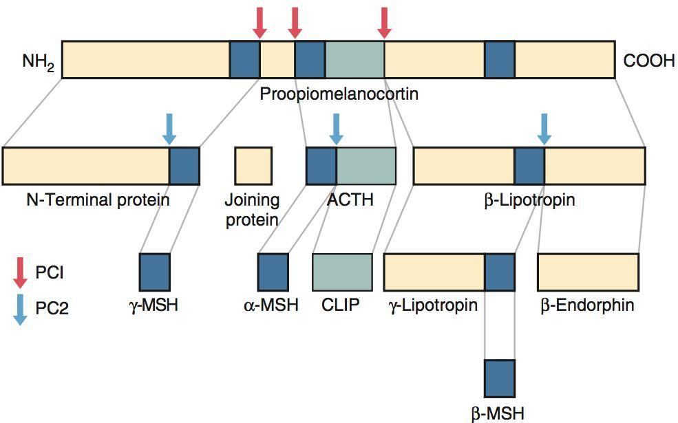 Denna är en prekursor till ACTH samt andra peptider (var god se bild till vä.) vilket inkluderar: alfa-msh.