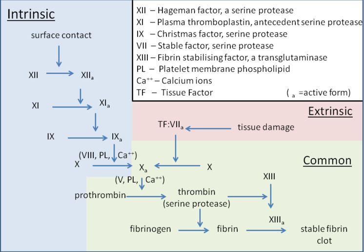 Hur bildas Tromboxan och prostacyklin? Vilka effekter har TX och PG? TX (Tromboxan) Bildas i trombocyterna.