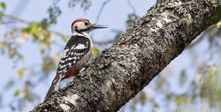 häckfågelfauna med bl a skogshöns och hackspettar. Vi ägnar en del av resan åt däggdjur och intressanta växter, särskilt orkidéer.