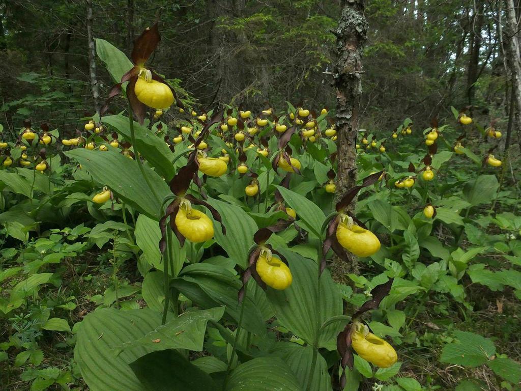 Dag 5: Tidig frukost idag! Därefter kör vi till Tuhu naturreservat ett par mil iväg. Det blir ny miljö idag med nya fåglar, växter och fjärilar. Tuhureservatet visar mossar i olika skepnader.