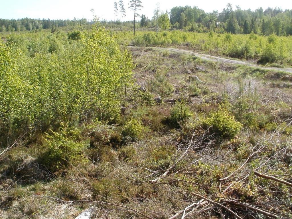 pre-commercial thinning David Jansén Examensarbete i skogshushållning, 15 hp
