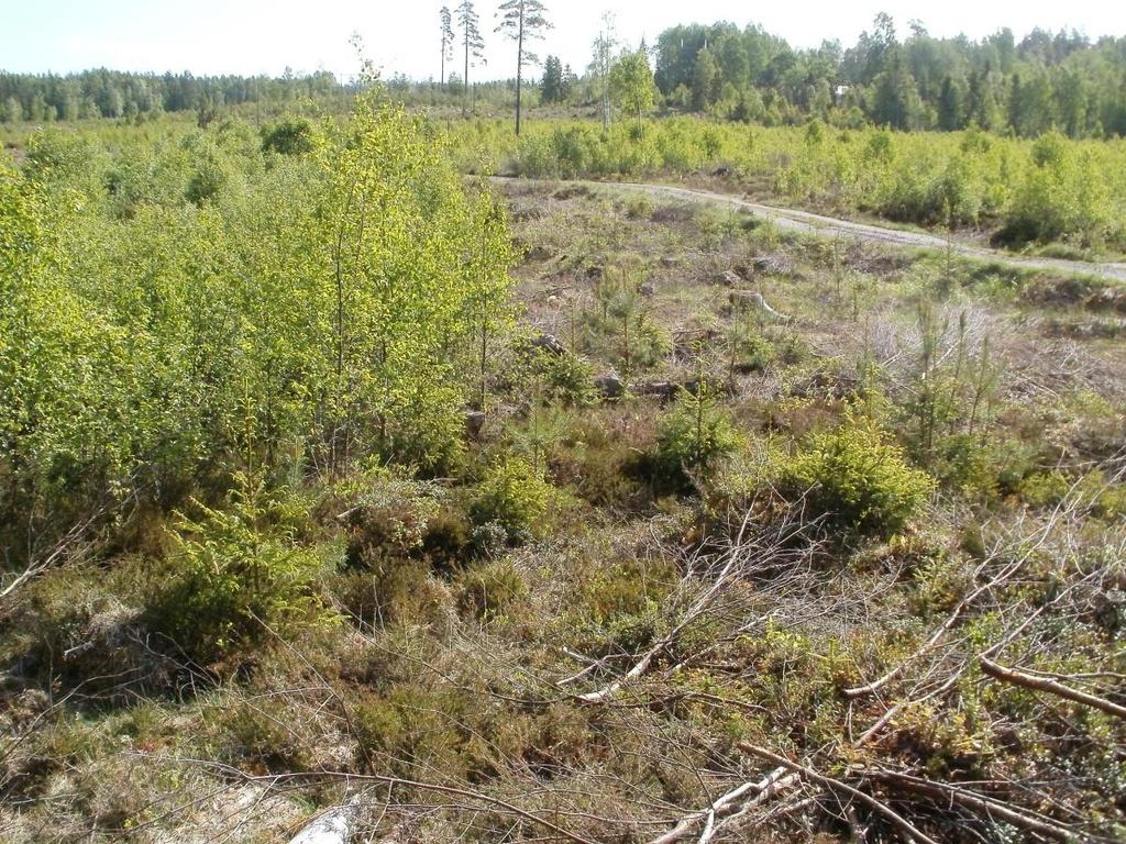 pre-commercial thinning David Jansén Examensarbete i skogshushållning, 15 hp