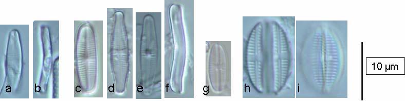 De tio vanligaste kiselalgstaxa som återfanns i den södra delen av Norra Östersjödistriktet var Achnanthes minutissima grupp II (medelbredd 2,2-2,8µm) (AMI2), Achnanthes minutissima grupp III