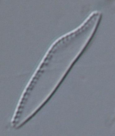 Nr Lokal ADMI (%) EUNO (%) acidobiont ( ) acidofil ( ) circumneutral ( ) alkalifil ( ) alkalibiont ( ) odefinierad ( ) ACID Klass Surhetsklass UC4LIFE: Si96M Fyleån, nedströms Eriksdalsvägen 19,9 2,5
