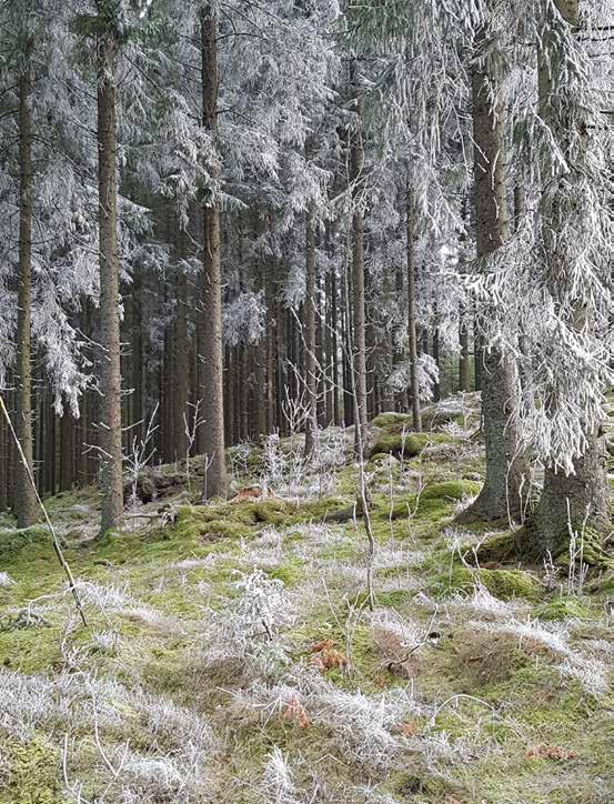 B. NULÄGESBESKRIVNING 13 Levande skogar 13.1.2 HISTORIK OCH MARKANVÄNDNING All skog i länet är påverkad av människan i större eller mindre grad.