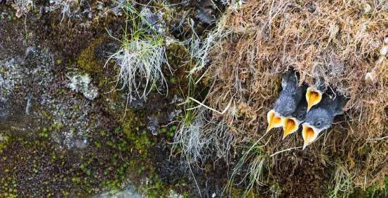 15 Foto: 15 Ett rikt växt- och djurliv 15 Ett rikt växt- och djurliv Mostphotos Den biologiska mångfalden ska bevaras och nyttjas på ett hållbart sätt, för nuvarande och framtida generationer.