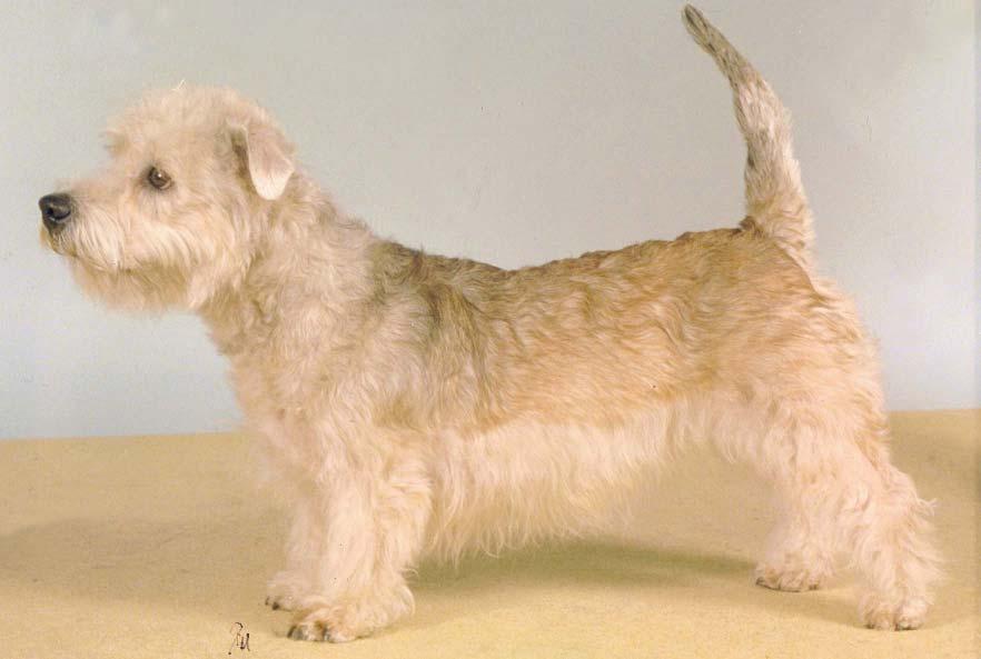 Helhetsintryck: Glen of imaal terrier skall vara medelstor med medellång päls. Den skall ge intryck av stor styrka med maximal substans i förhållande till sin storlek.