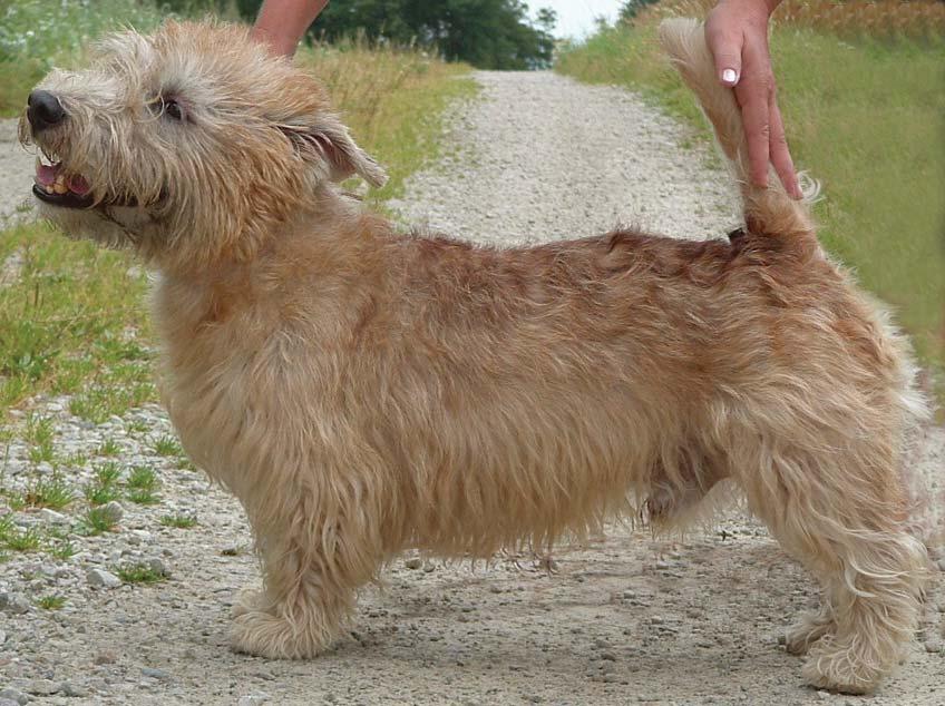 Helhetsintrycket ska visa en stor hund på korta ben med imponerande substans och styrka.