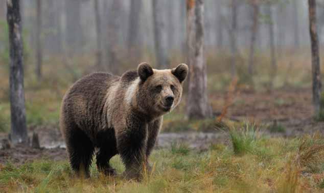21-22 augusti björnjakt i Ockelbo, Gävleborg Jakten arrangeras av Jägareförbundet Gävleborg. Kom med och upplev riktig vildmark med spännande jakt.