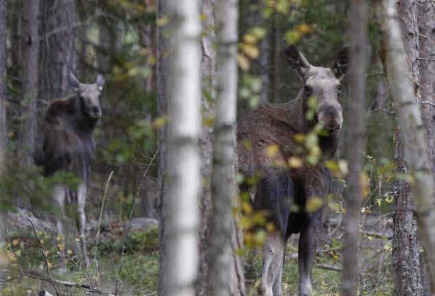 Värmlands län Jaga på Jägartorpet Foto: Oscar von Stockenström Välkommen till jakt på Jägartorpet som ligger utanför Storfors i östra Värmland.