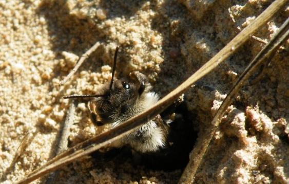 För detta behöver de ytor med solexponerad, blottad eller glest bevuxen torr sand- eller mineraljord.