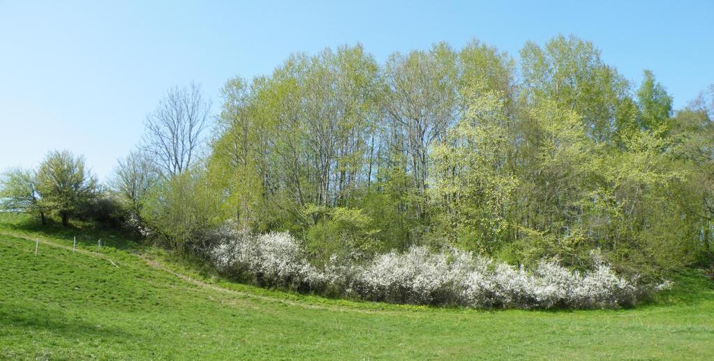 Hål av skalbaggar blir hem för flera bin Föda För att vildbin skall lyckas med sin reproduktion krävs att det finns tillräckligt med nektar och pollen inom flygavstånd från lämplig boplats.