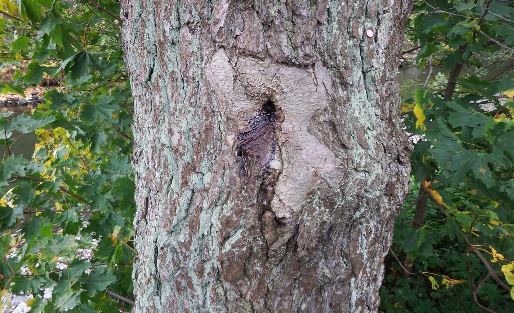 6 Klibbalstam med ett litet savflöde. Savflöden utgör näringskölla för bl.a. fjärilar, getingar och andra insekter.