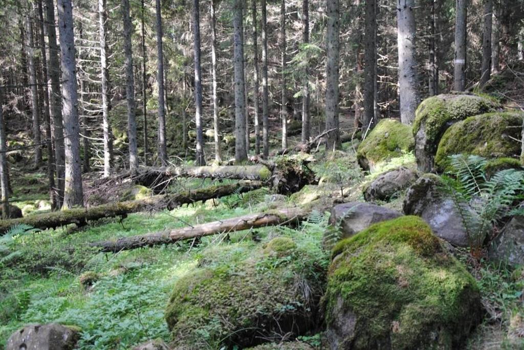 Drumlinformad moränmark