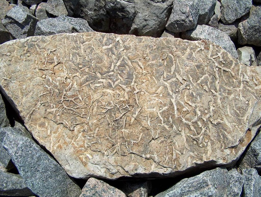 Spårfossil